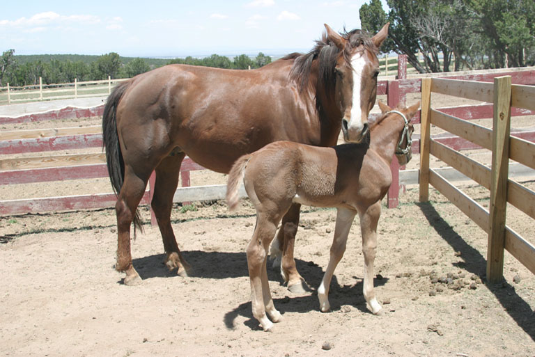 Mother and foal2