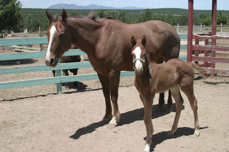 Mother and foal4