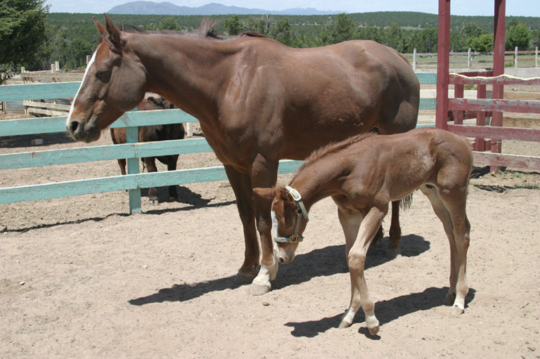Mother and foal5